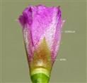  Flower (Lateral view) with calyx and corolla